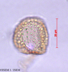ISEM 1/Ocotea_foetens_29265/Ocotea_foetens_29265_0001(copy)_thumb.jpg